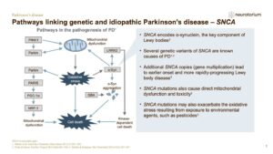 Pathways linking genetic and idiopathic Parkinson’s disease – SNCA